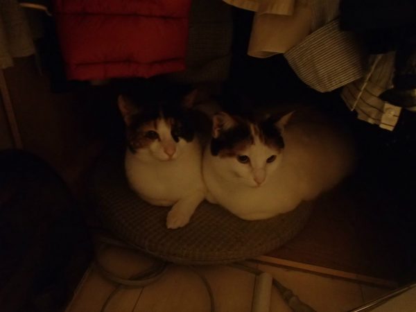 猫2匹