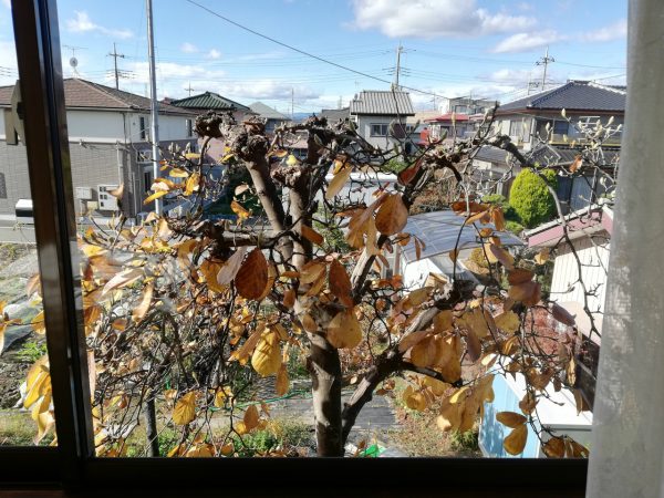 きれいになったガラス窓