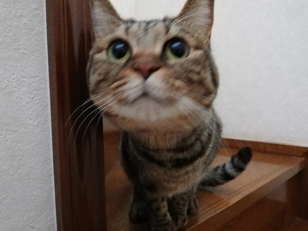 猫ちゃん