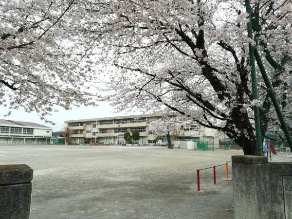 小学校の桜が満開